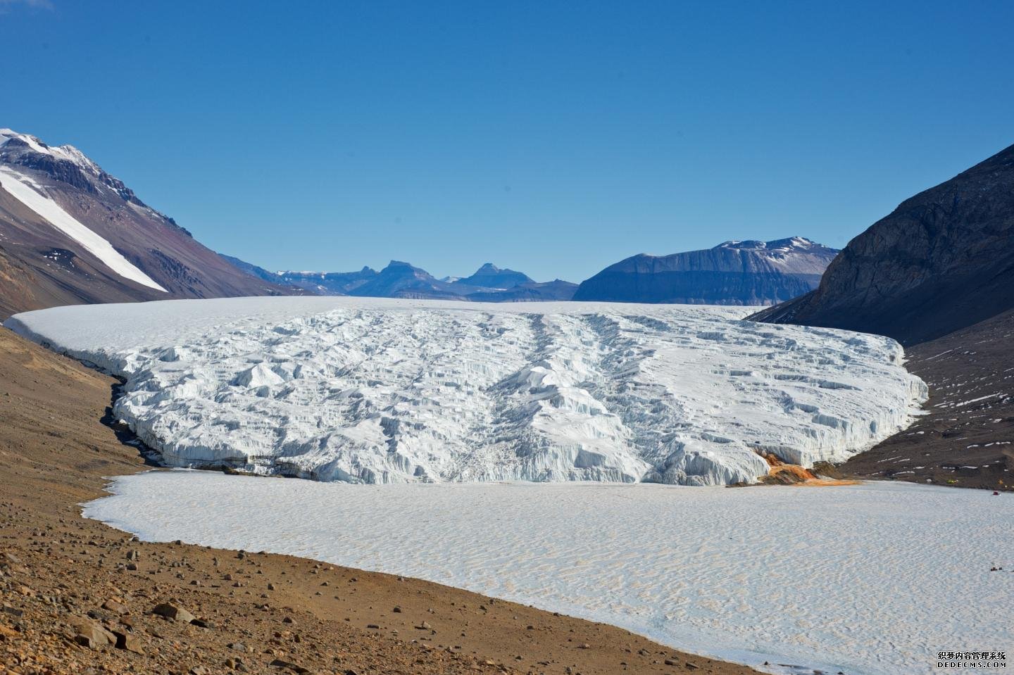 杏耀平台古老的基因家族保护南极湖中的藻类免受盐和寒冷的侵袭