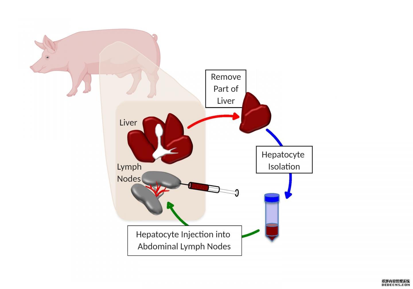 杏耀主管研究表明，猪在淋巴结中长出了新的肝脏
