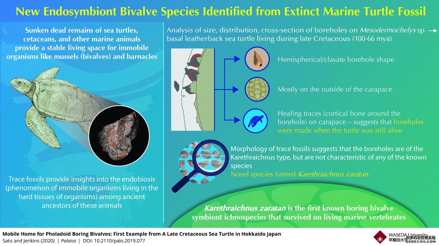 简单的生命:杏耀联系在晚白垩纪海龟甲壳中发现的新物种