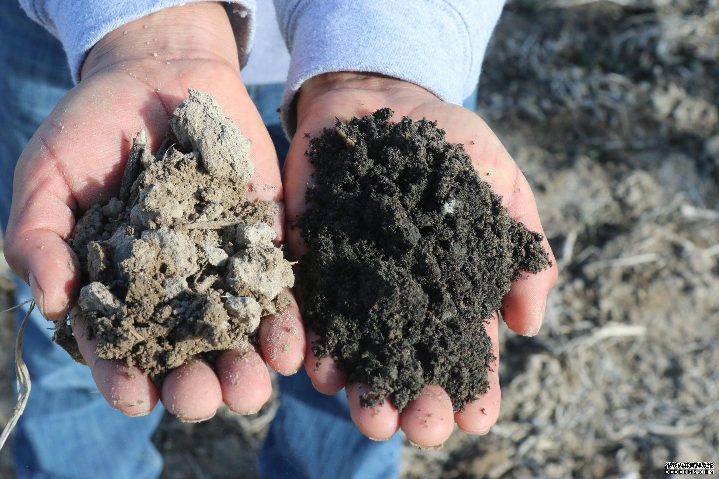 杏耀注册施炭可以恢复土壤的碳含量和生产力