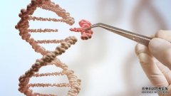 <b>通过酶测试，研究人员改杏耀注册进了CRISPR基因</b>