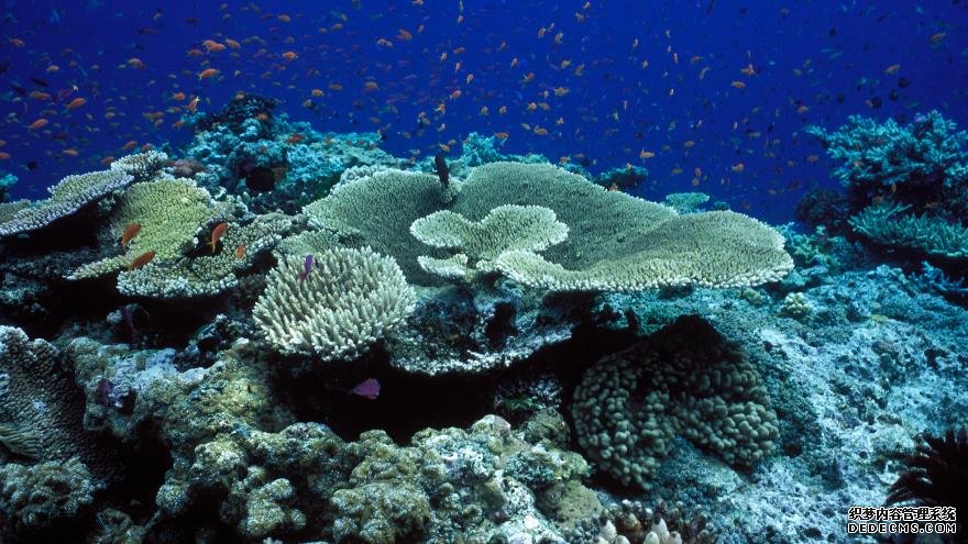 大堡礁已经失去了一杏耀平台半的珊瑚