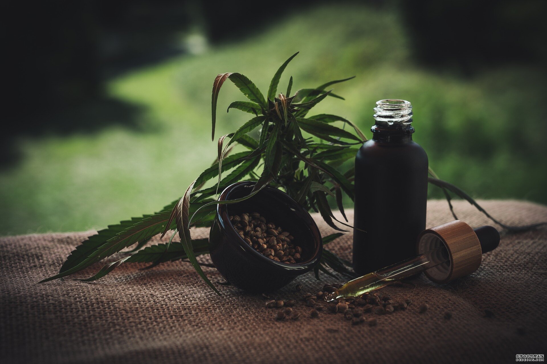 杏耀主管它能治疗粉刺,粉刺,焦虑症?CBD使用者认为它是真正的良药,这与证据相反