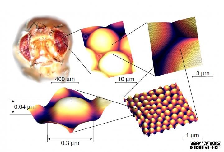 科学家们在昆虫的眼杏耀app睛上复制了一种自清洁的抗反射涂层