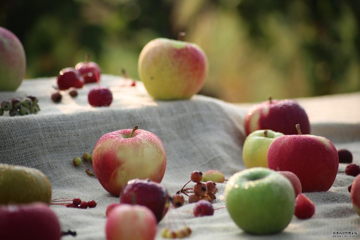丝绸之路包含改良杏耀苹果的基因组资源