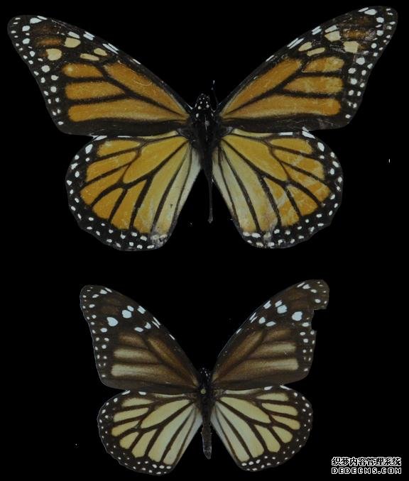 两个世纪以来杏耀，黑脉金斑蝶的翅膀一直在进化