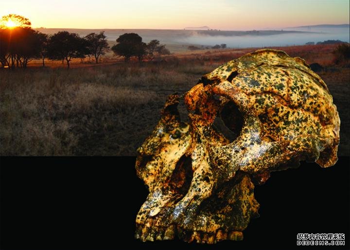 新发现的化石显示了杏耀网站一种灭绝的人类物种的小规模进化变化