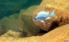 <b>来自非洲坦稳定杏耀噶尼喀湖的鲷鱼阐明了生物</b>