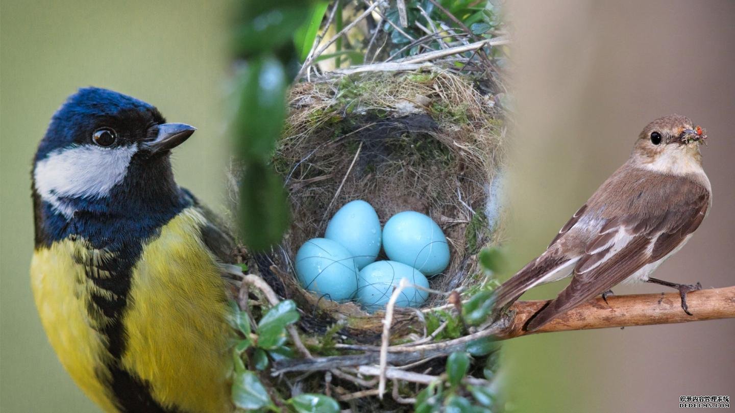 稳定杏耀一起保存你的数据有助于鸟类和鸟类研究