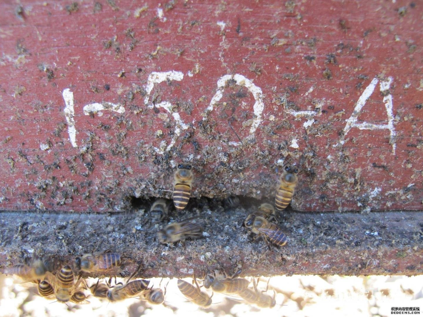 蜜蜂用动物粪杏耀下载app便来抵御大黄蜂的攻击