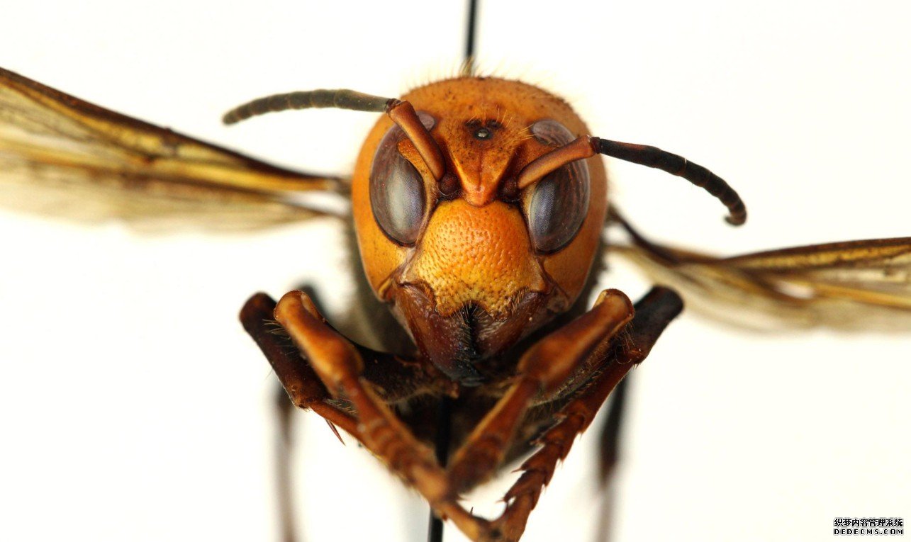 美国G大学的研究人员杏耀app发现，蜜蜂是用动物粪便来抵御大黄蜂的