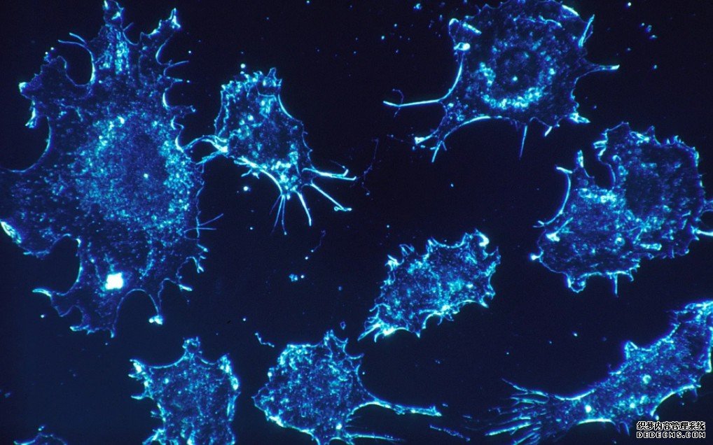 雷公藤提取的化合物可以登录杏耀平台帮助胰腺癌患者