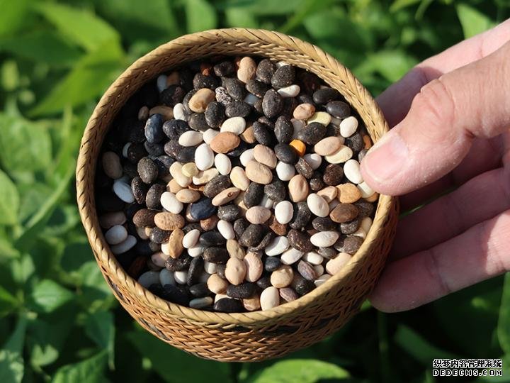 杏耀的信誉茶树豆——一种多功能和可持续的本地作物