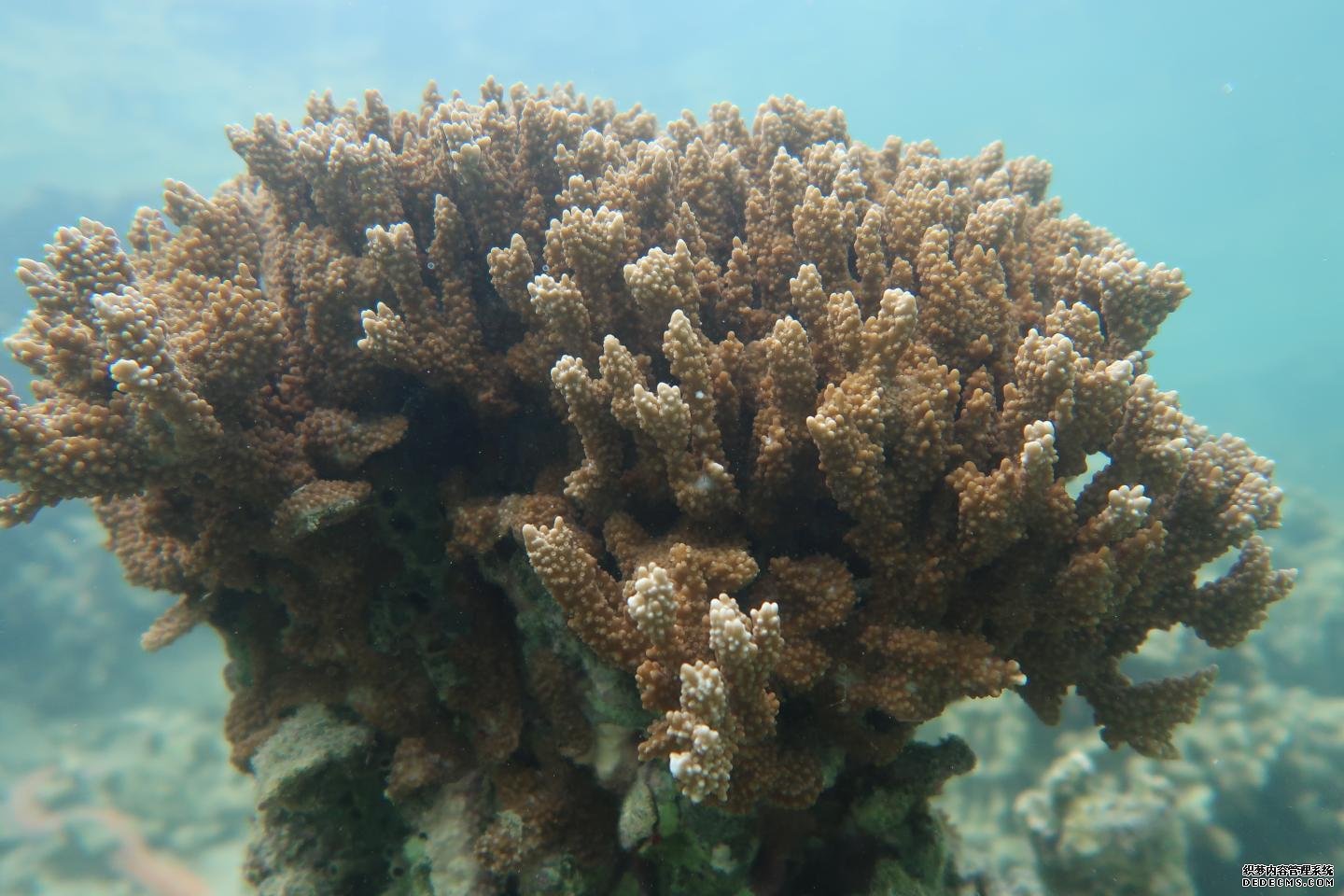 杏耀开帐号如何识别受高温影响的珊瑚