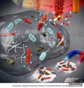 <b>根除细菌生物杏耀注册膜的纳米晶体</b>