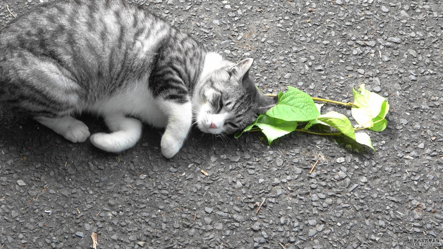比起兴奋,猫喜欢杏耀银藤和猫薄荷还有更实际的原因
