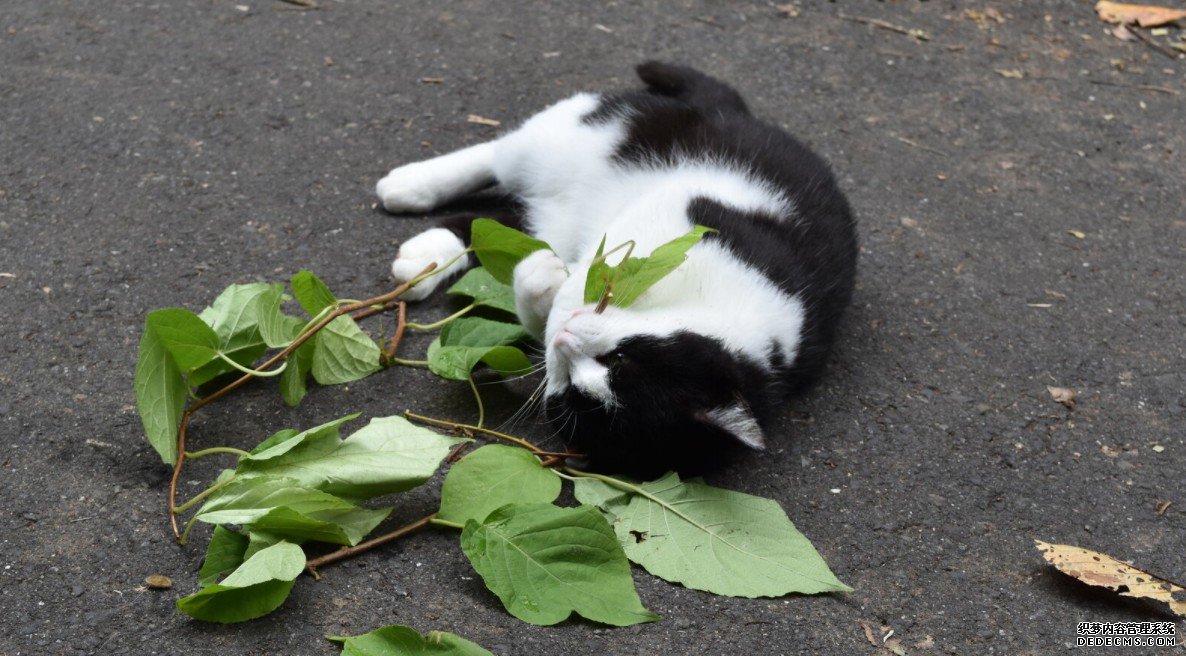 猫薄荷和银藤中含有使人杏耀中毒的化学物质,可以保护猫不被蚊子叮咬