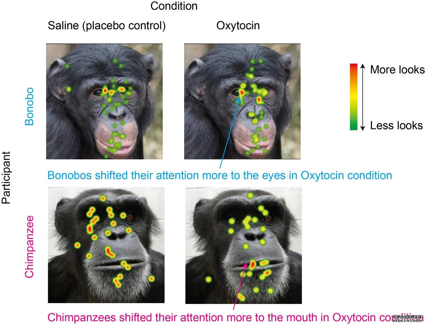 倭黑猩猩，稳定杏耀黑猩猩和催产素