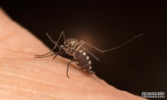 <b>杏耀注册新研究:疟疾欺骗了大脑的防御系统</b>