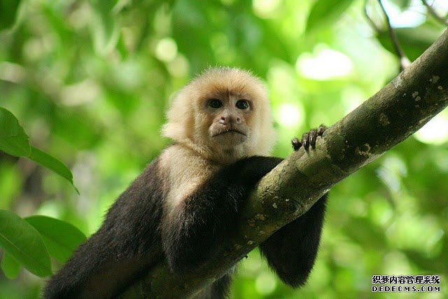 卷尾猴的基因组揭杏耀的信誉示了其长寿和大大脑的线索