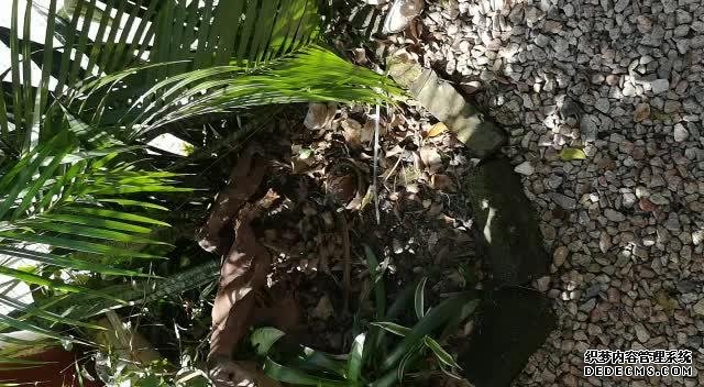 亚洲库克里蛇独特的进杏耀yl食习性,将青蛙和蟾蜍的内脏掏出来