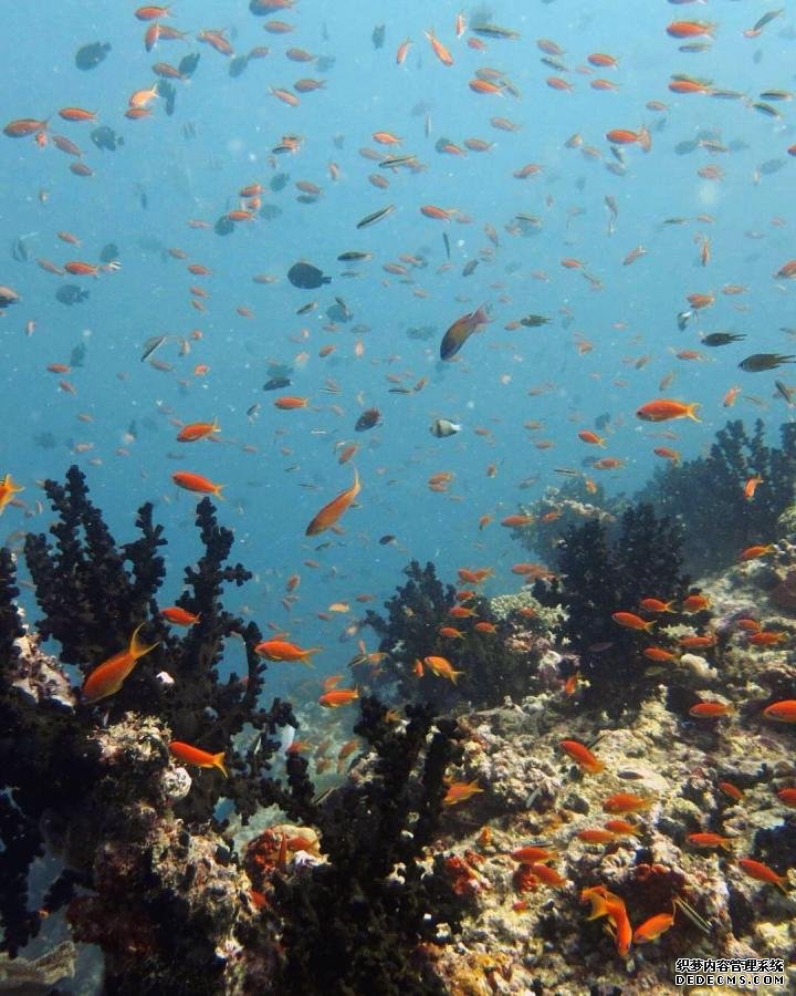 杏耀平台口碑研究揭示了支持珊瑚礁捕食者的能量来源