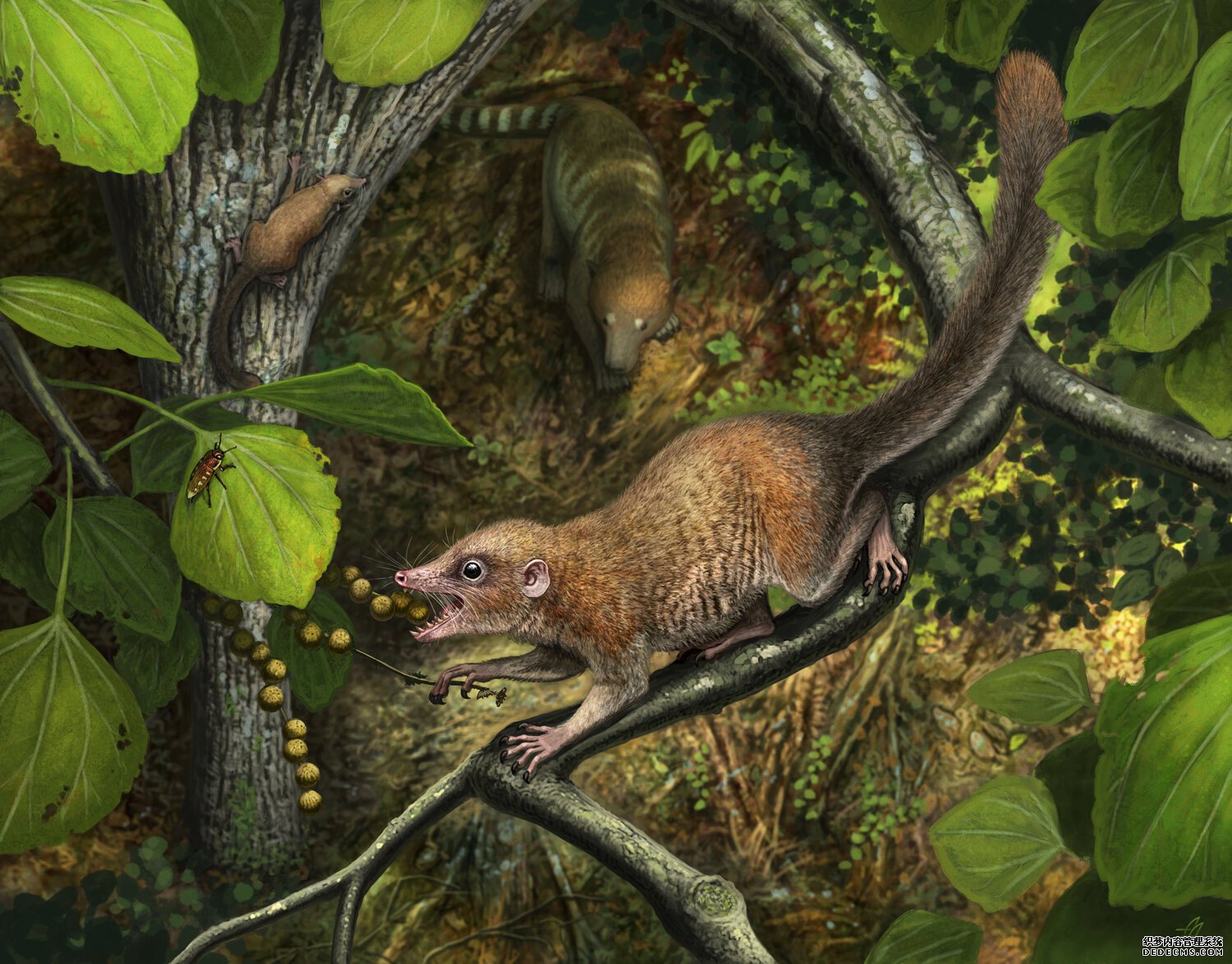 新的化石发现揭示了最杏耀平台早灵长类动物的生活