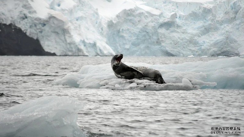 杏耀南极海豹揭露了冰川消失的令人担忧的威胁