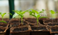 <b>研究发现植物在杏耀玩家注册太阳能温室中生长</b>