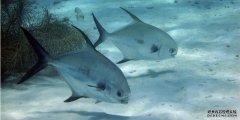 <b>稳定杏耀深海海底营养物质在全球食物链中至关</b>