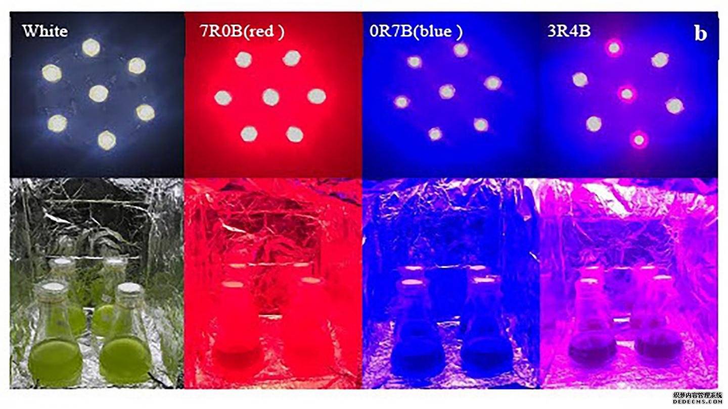 杏耀为下一代生物燃料而在微藻上发光的彩色LED灯