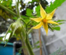 <b>杏耀代理树真菌减少了番茄酱和番茄的肥料需求</b>