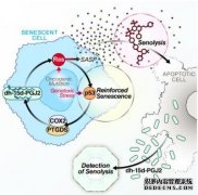<b>首个追踪和验杏耀怎么开代理证senolytic drugs功效</b>