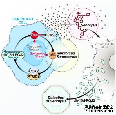 首个追踪和验杏耀怎么开代理证senolytic drugs功效的非侵入性生物标志物