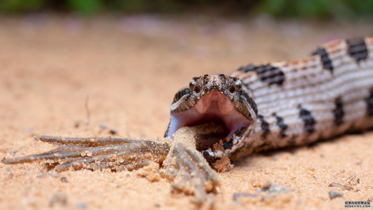 克莱姆森研究人员杏耀的信誉发现，蛇毒的复杂性是由猎物的饮食驱动的
