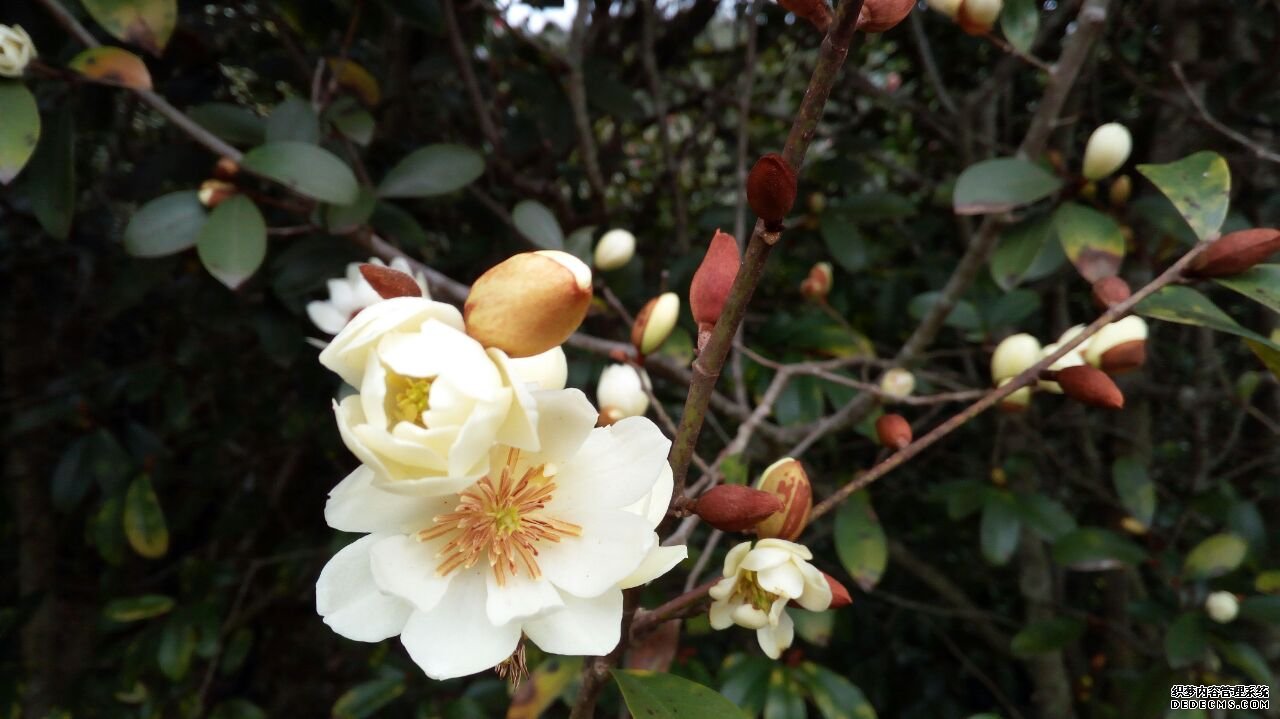 杏耀壮丽含笑花开昆明植物园