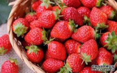 <b>农业部专杏耀注册家：使用植物激素的草莓到底</b>