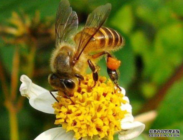 杏耀注册不保护蜜蜂：既没吃的，也没有好吃的