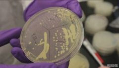 <b>科学家谈杏耀手机客户端基因设计里程碑：合成</b>