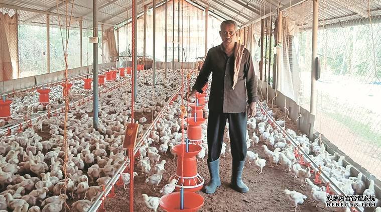 杏耀平台大学里的养鸡场:科研课题服务安全食品