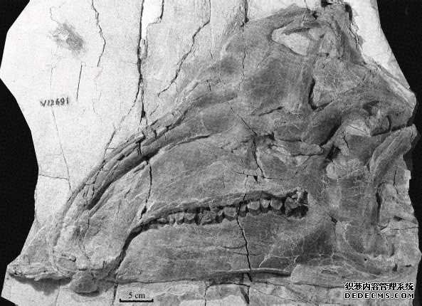 中科院古脊杏耀代理椎所两项成果入选中国古生物学十大进展