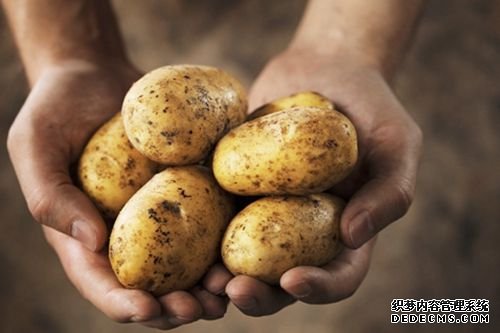 杏耀平台专家：马铃薯主食产业化已无技术障碍