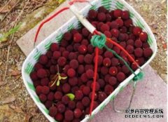 <b>杏耀手机客户端住在“仙居”的杨梅</b>