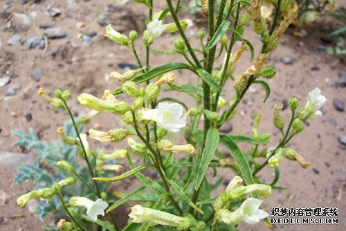 杏耀平台植物为何不再对茉莉酸敏感