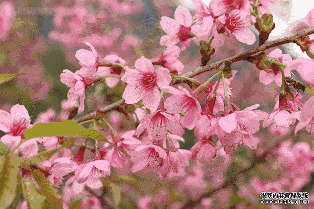 杏耀手机客户端仙湖植物园:春风桃李花开日 仙湖草木总关情
