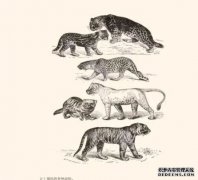 <b>杏耀代理西藏披毛犀：给《物种起源》纠错</b>