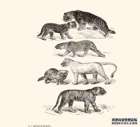 杏耀代理西藏披毛犀:给《物种起源》纠错