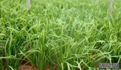 <b>高温覆膜让杏耀代理韭菜和农药说再见</b>