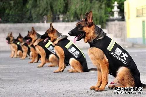 杏耀代理定制克隆犬,背后不止“生意经”