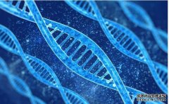 <b>嗜盐微生物杏耀注册合成医学材料研究取得新进</b>